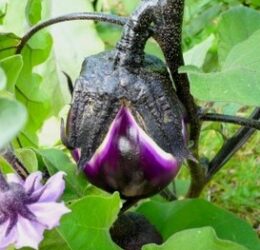 Aubergine ronde de Valence