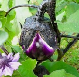 Aubergine ronde de Valence