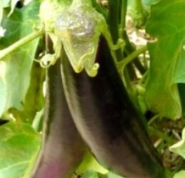 Aubergine Cima Viola