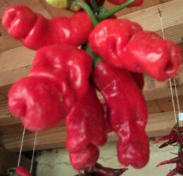 Piment Peter Pepper ou piment zizi