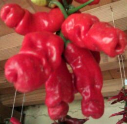 Piment Peter Pepper ou piment zizi