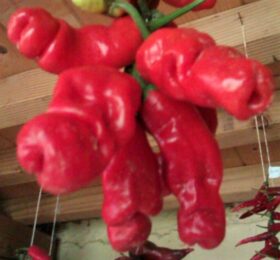 Piment Peter Pepper ou piment zizi