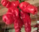 Piment Peter Pepper ou piment zizi