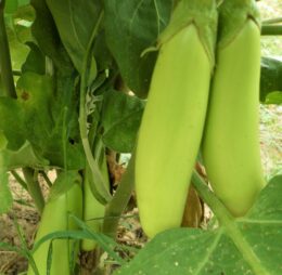 Aubergine Louisiana Long Green