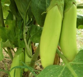 Aubergine Louisiana Long Green