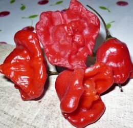 Piment Rocotillo