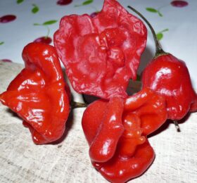 Piment Rocotillo