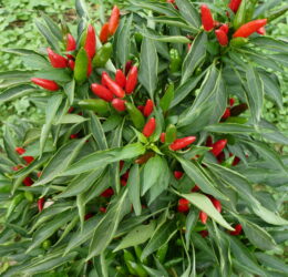 Piment Etna