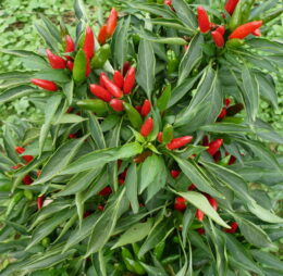 Piment Etna