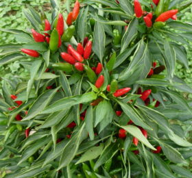 Piment Etna