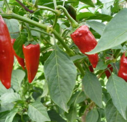 Piment Gorria