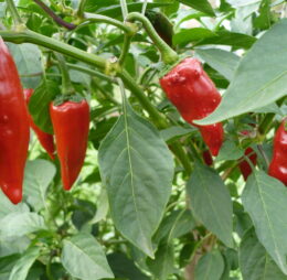 Piment Gorria