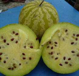 Pastèque a confiture « Citre »