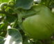 Aubergine Appel Green