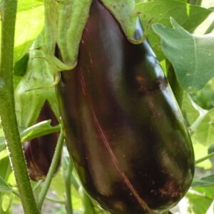 Aubergines