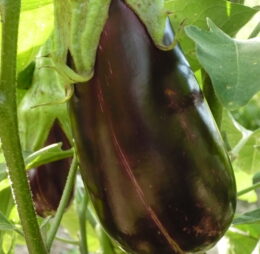 Aubergine de Toulouse