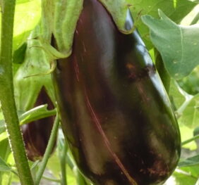 Aubergine de Toulouse