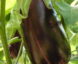 Aubergine de Toulouse