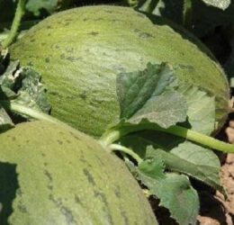 Melon d’Espagne Pele de Sapo
