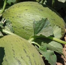 Melon d’Espagne Pele de Sapo