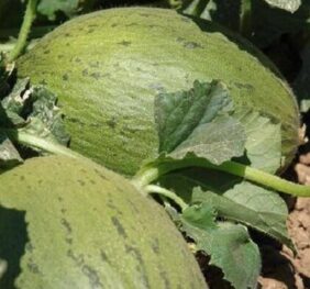 Melon d’Espagne Pele de Sapo