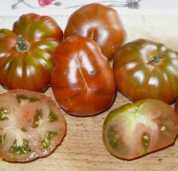 Tomate Ambrosia Giant :