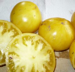 Tomate Big Yellow Zébra :