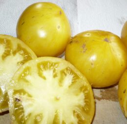 Tomate Big Yellow Zébra :