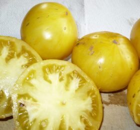 Tomate Big Yellow Zébra :