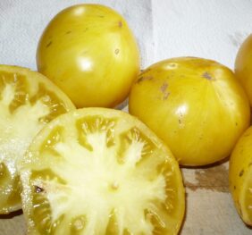 Tomate Big Yellow Zébra :