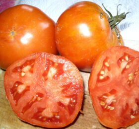 Tomate Amana Orange :