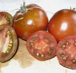 Tomate Black YumYum :