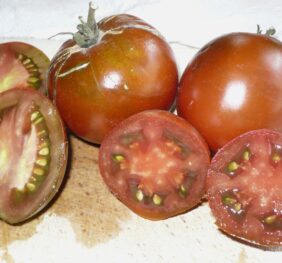 Tomate Black YumYum :