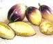 Tomate Bluz Na Blude :