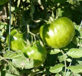 Tomate Cœur de Surpriz :