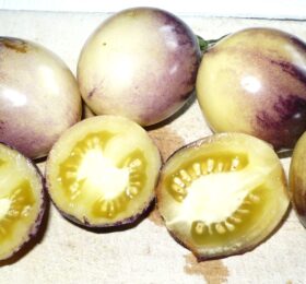 Tomate Great White Purple :