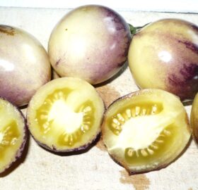 Tomate Great White Purple :