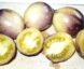 Tomate Great White Purple :