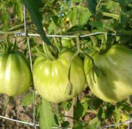 Tomate Grosse des Marais :