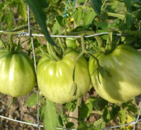 Tomate Grosse des Marais :