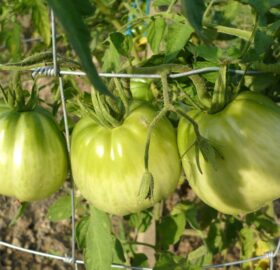 Tomate Grosse des Marais :