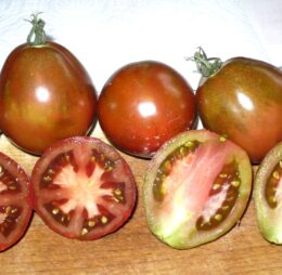 Tomate Japanese Trifele Black :