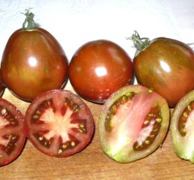 Tomate Japanese Trifele Black :