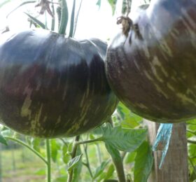 Tomate Marsha’s Starfighter Beefsteak :