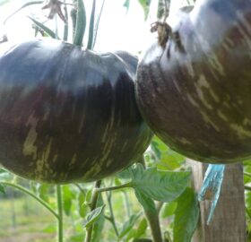 Tomate Marsha’s Starfighter Beefsteak :