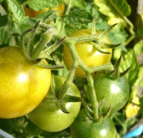 Tomate Cerise Mirabelle blanche (White cherry) :