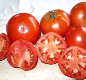 Tomate Ronde Hâtive de Sévigné :