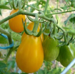 Tomate Cerise Yellow Submarine :