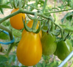 Tomate Cerise Yellow Submarine :