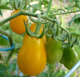 Tomate Cerise Yellow Submarine :